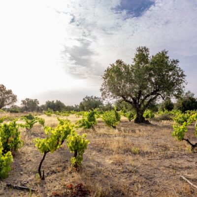 Voucher Experiência Visita às Vinhas Centenárias e Prova de Vinhos - Image 4