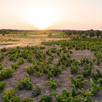 Vinhas Centenárias Vila Alva